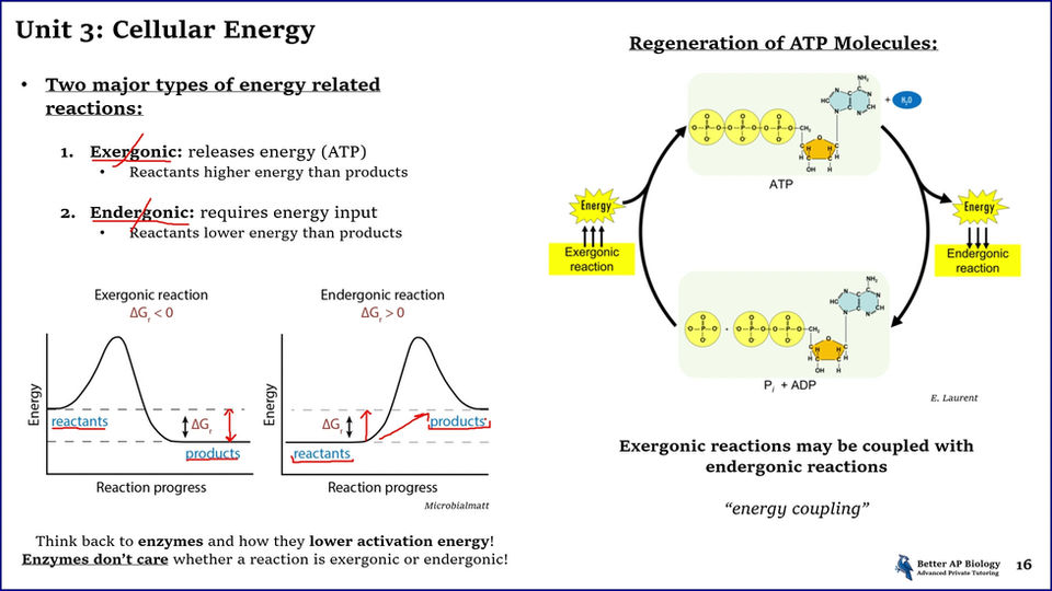 L2- Cellular Energy (Free)
